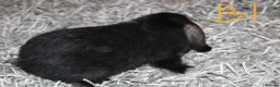Mini Lop rabbits for sale: 5 Mini Lop / Mini Plush Babies - Advert 3