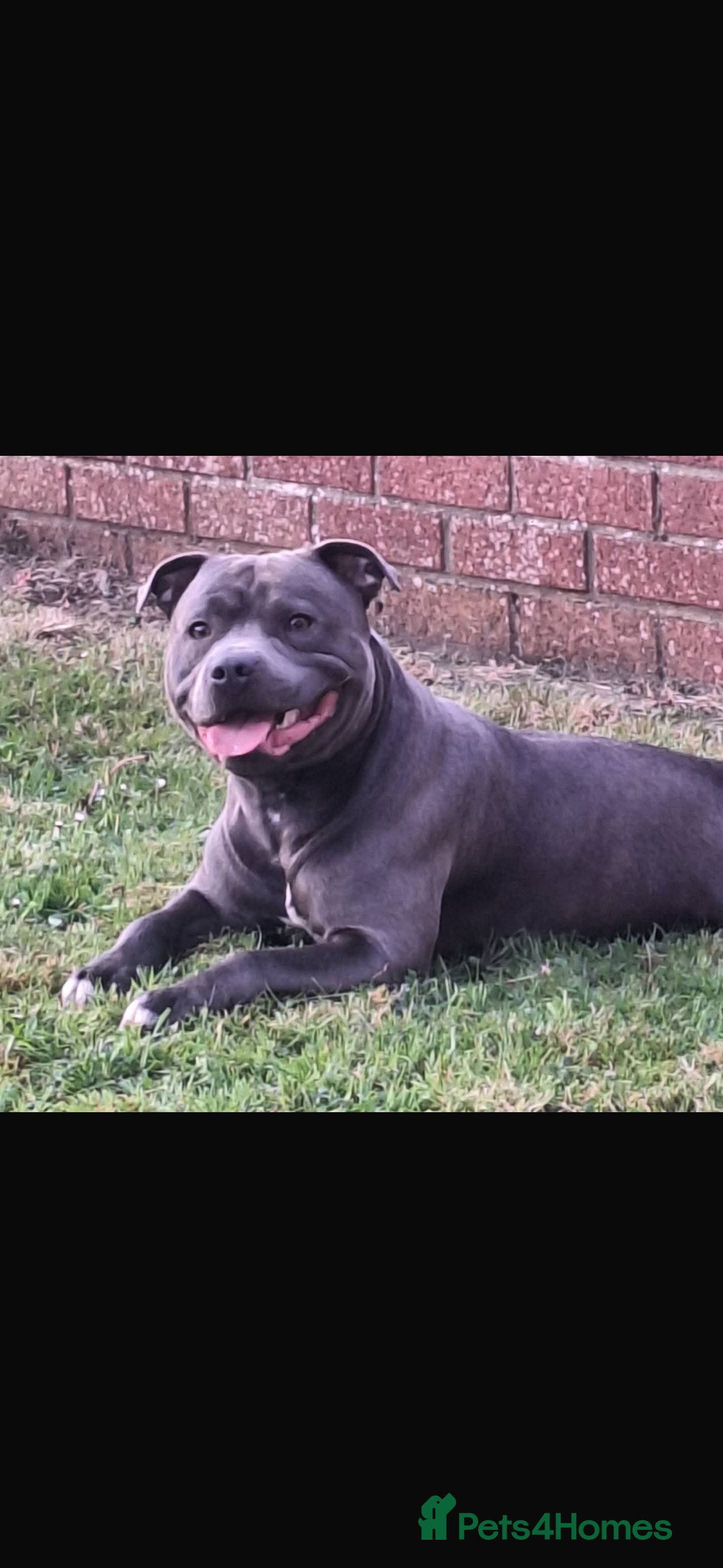 Staffordshire Bull Terrier dogs Stud needed - Advert 7