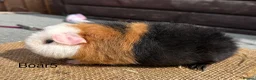 Guinea Pig rodents for sale: Guinea pigs - Advert 5