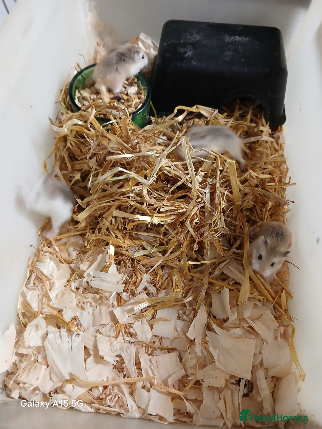 Hamster rodents for sale: Roborovski Hamsters Females   - Image 6