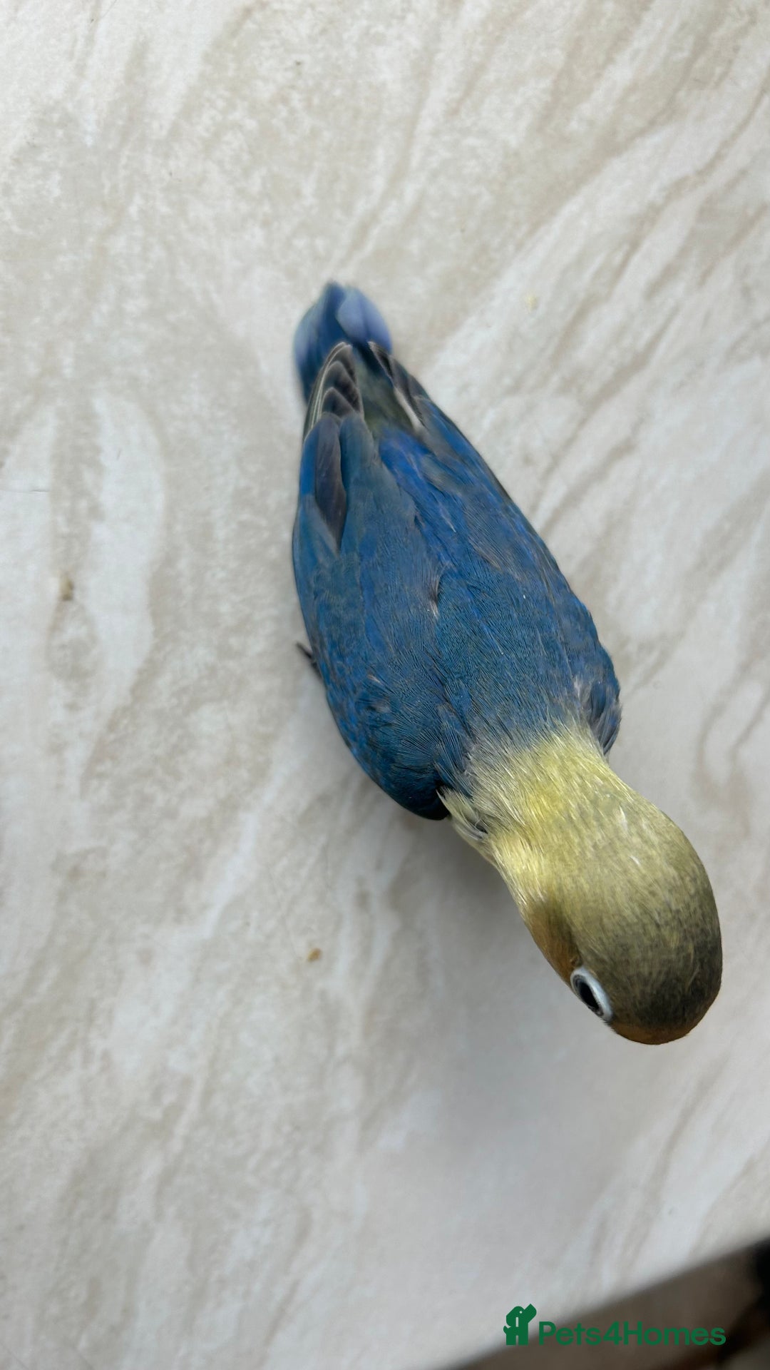 Lovebirds birds for sale: Handfed - tame lovebird babies - Image 11