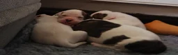 American Bulldog dogs for sale: American bulldog puppies - Advert 6