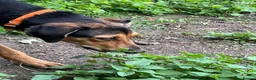 Mixed Breed dogs for adoption: Moca needs a loving home  - Advert 5