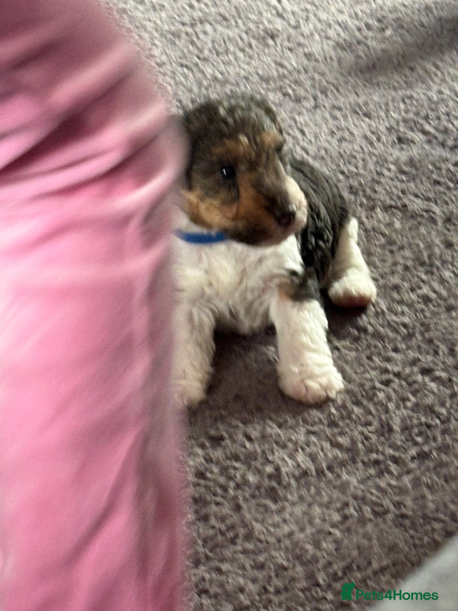 Fox Terrier dogs for sale: Wire haired fox terrier - Advert 15