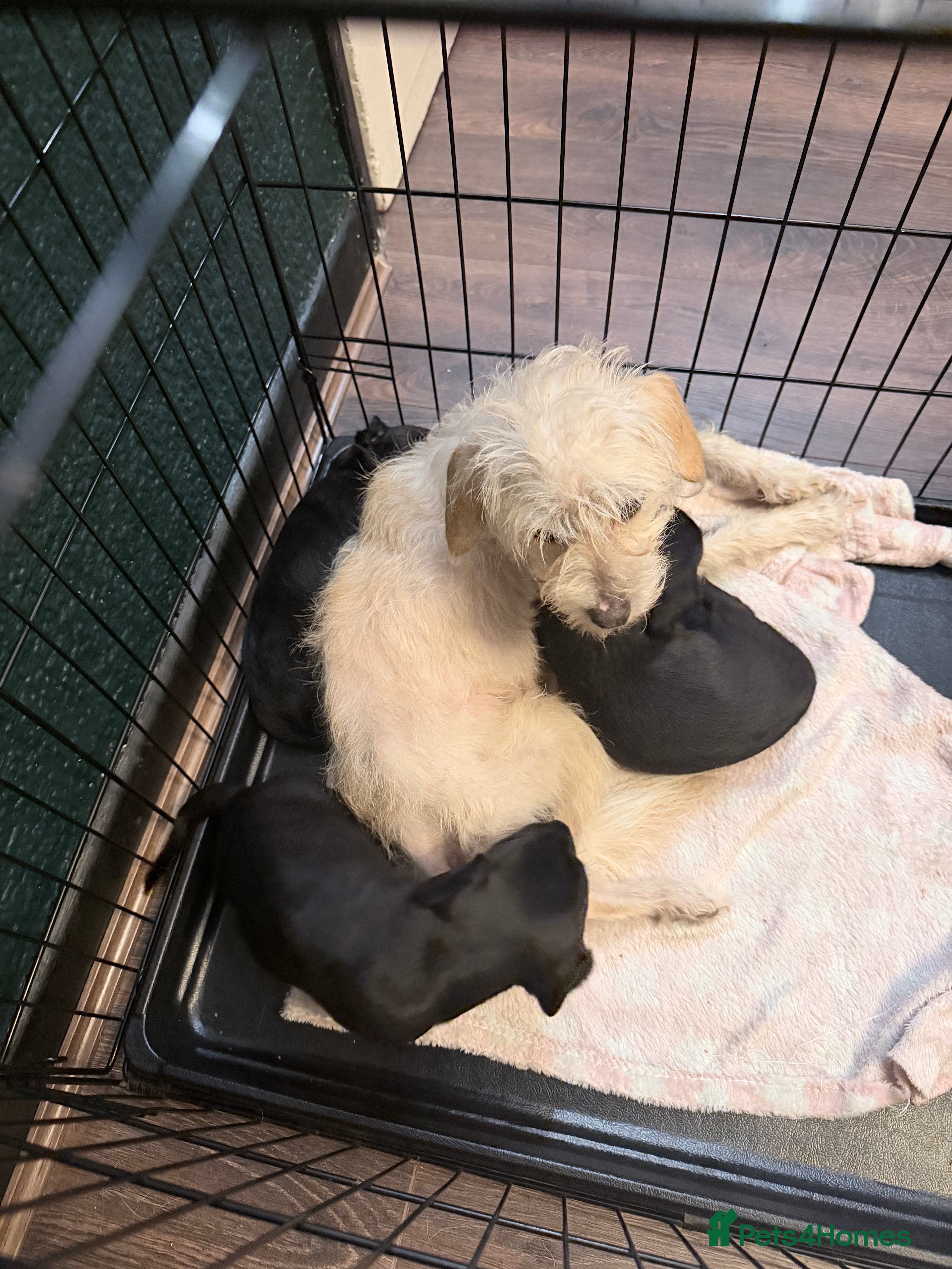 Mixed Breed dogs Mixed black dachshund puppies - Advert 1