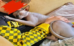 Sphynx cats for sale: Sphynx Cat  - Image 1