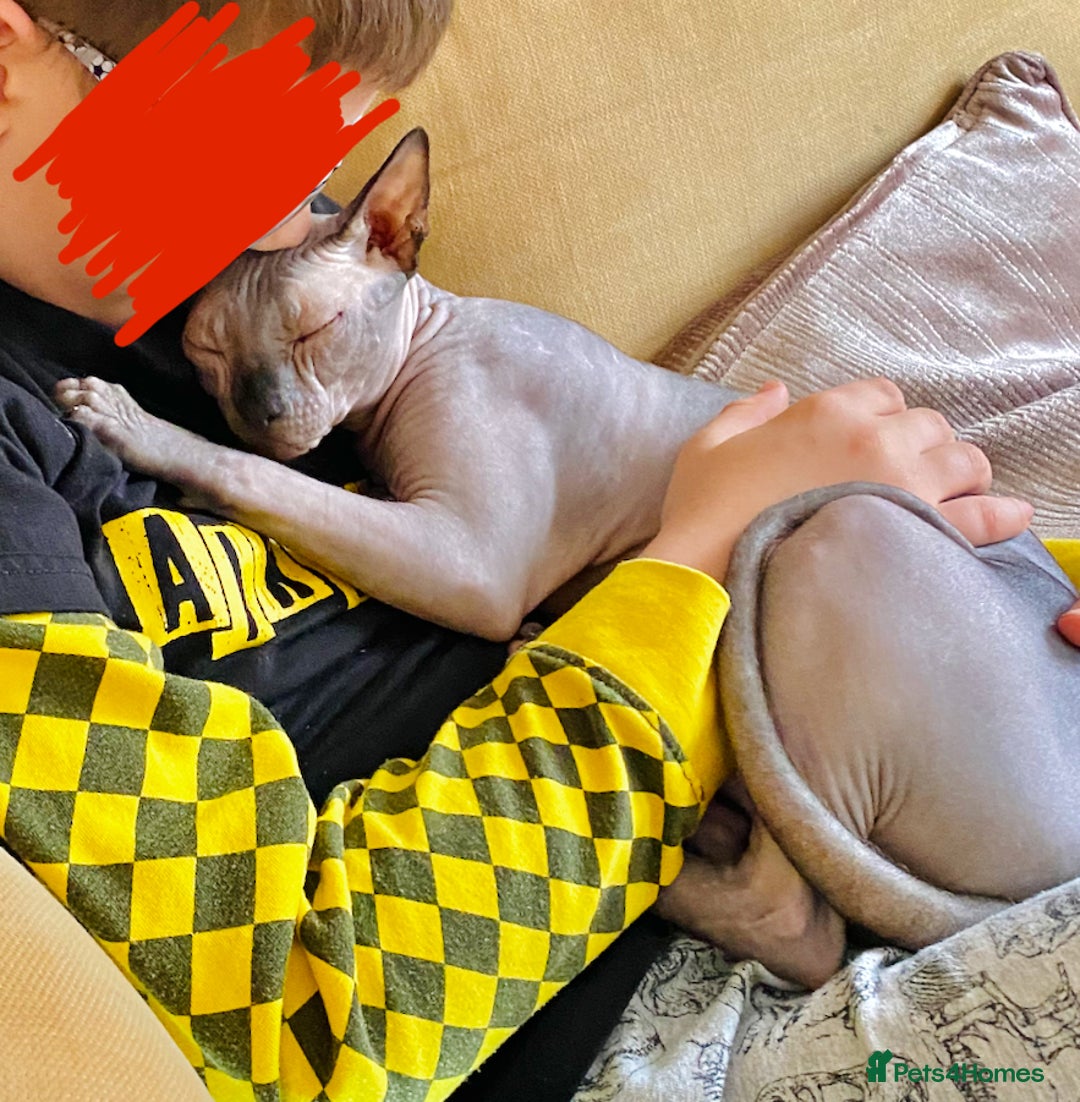 Sphynx cats for sale: Sphynx Cat  - Image 1