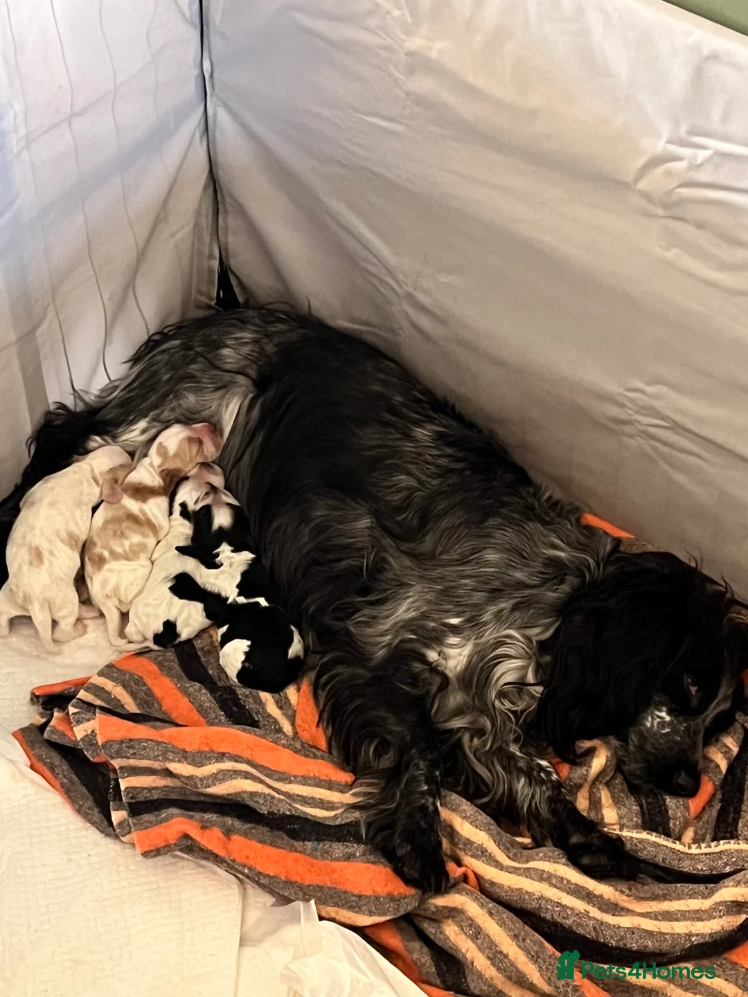 Cocker Spaniel dogs for sale: Our little cocker boys. - Advert 10