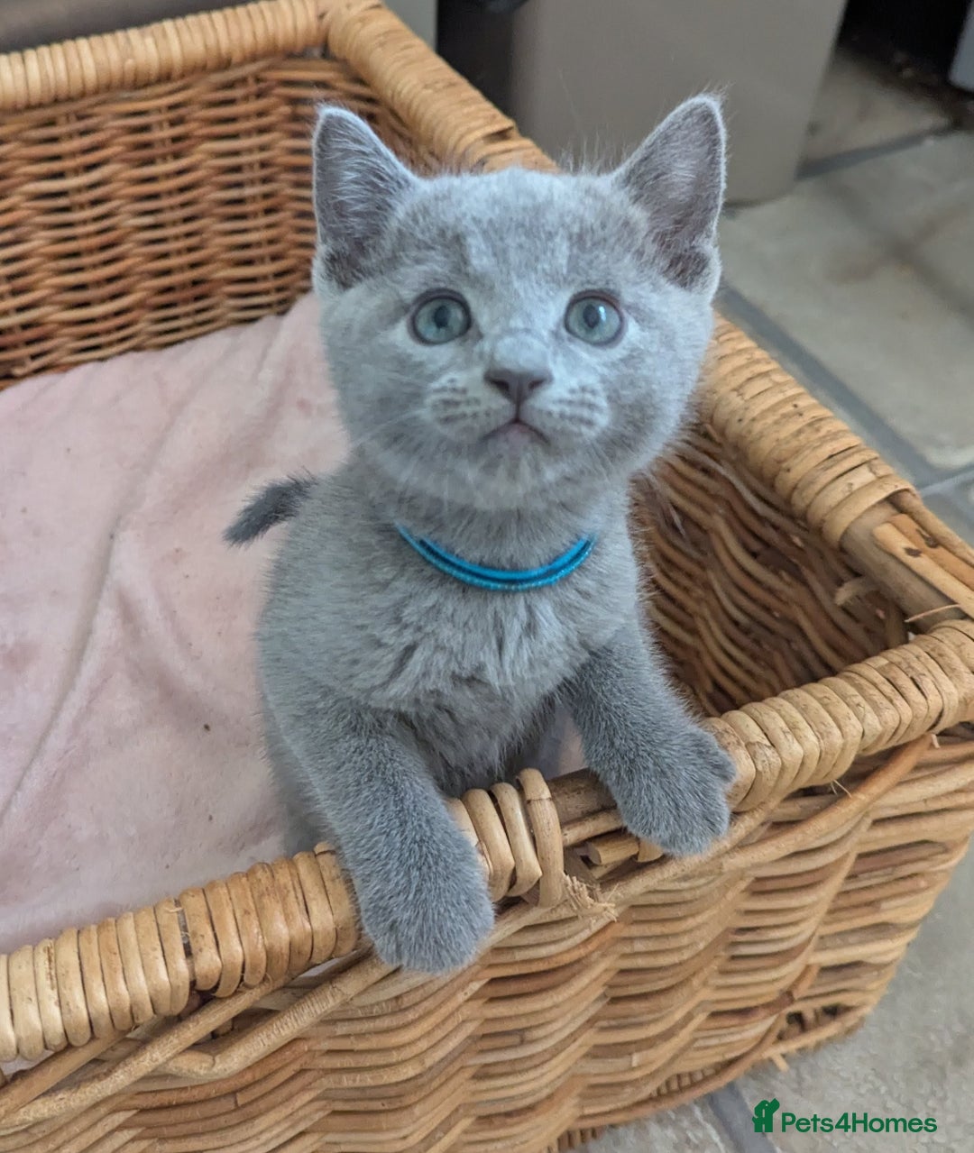 Russian Blue cats for sale: TICA Registered kittens  - Advert 10