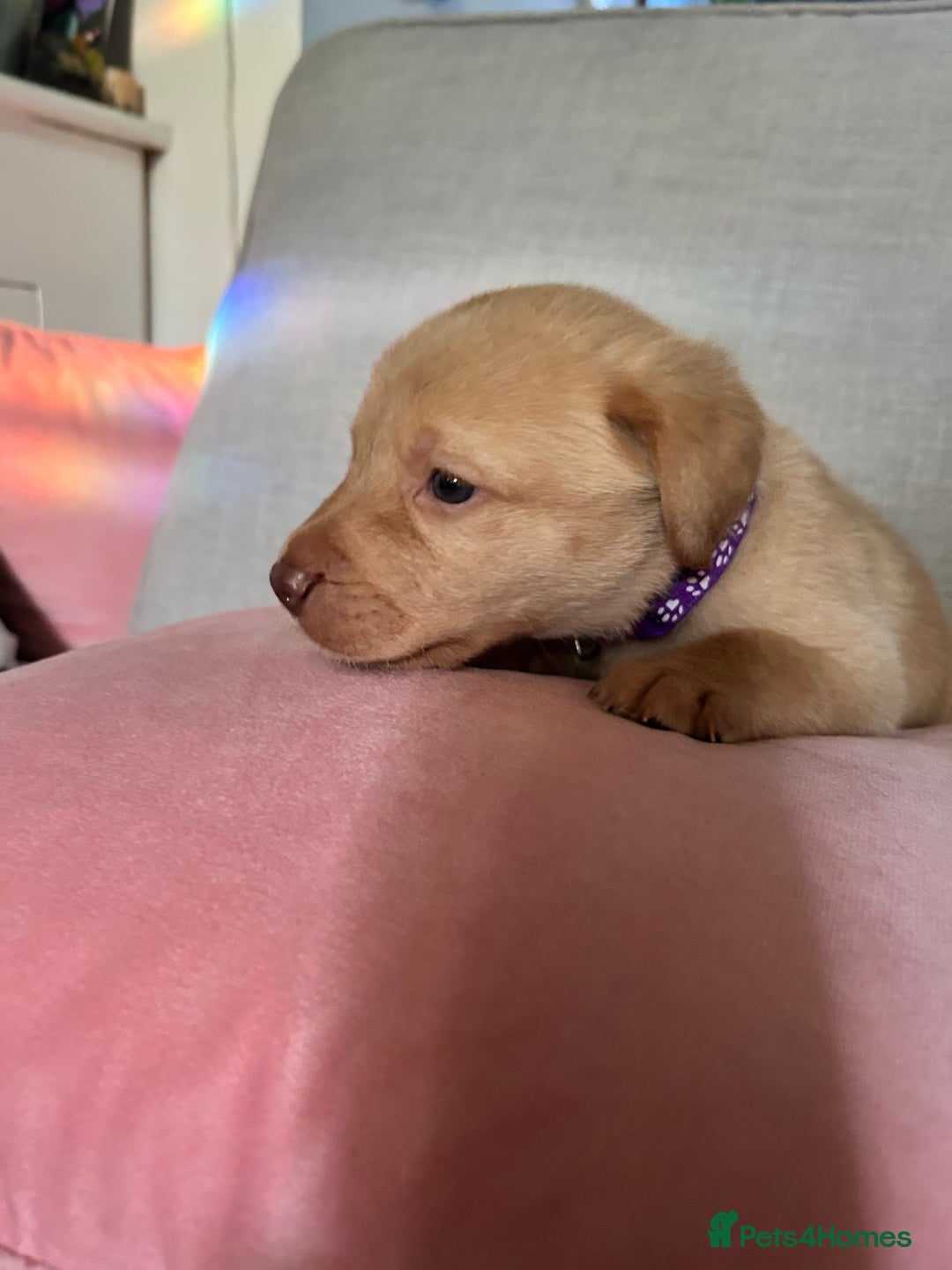 Labrador Retriever dogs for sale: Beautiful Labrador puppies 4 coats colour  - Image 23