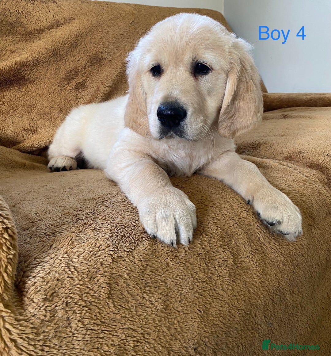 Golden Retriever dogs for sale: KC Registered Golden Retriver Puppies - Image 36