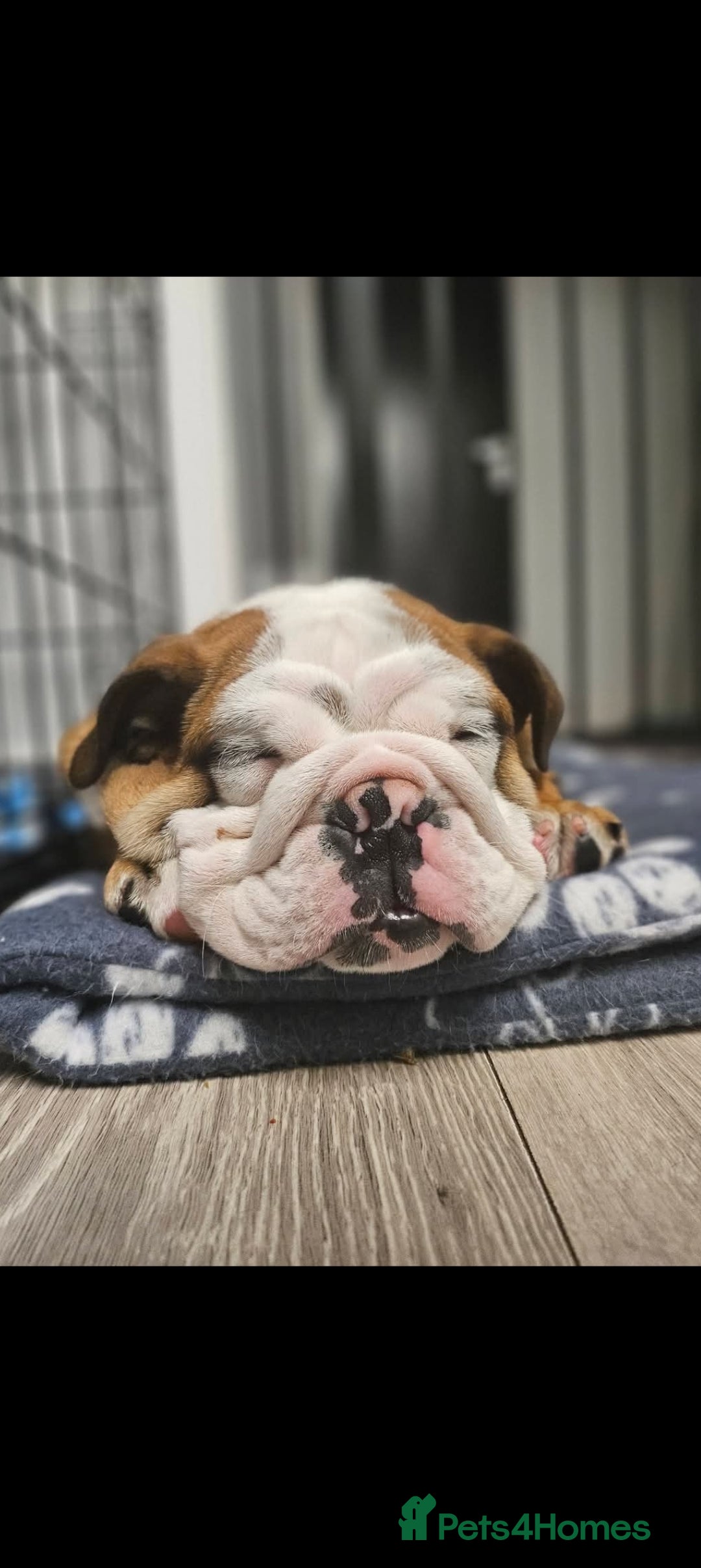 English Bulldog dogs for sale: English Bulldog  - Advert 4