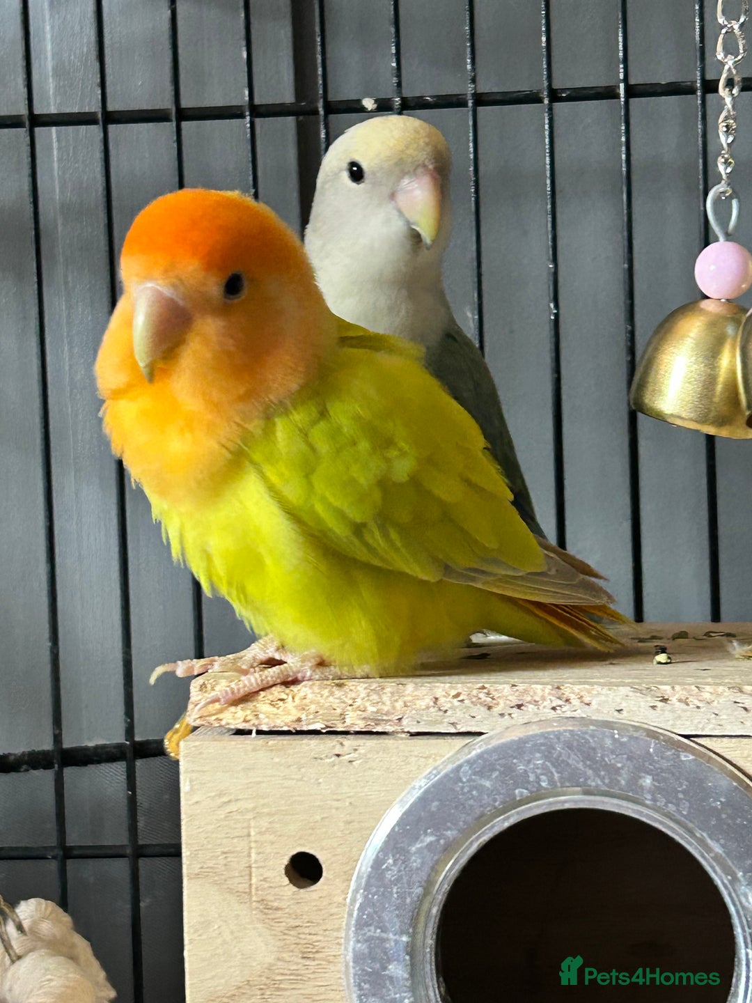 Lovebirds birds for sale: Bonded Pair of Lovebirds  - Image 4