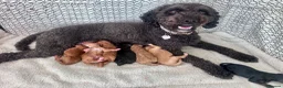Cavapoo dogs for sale: F1B Cavapoo pups looking for their forever home in Cheltenham - Advert 18