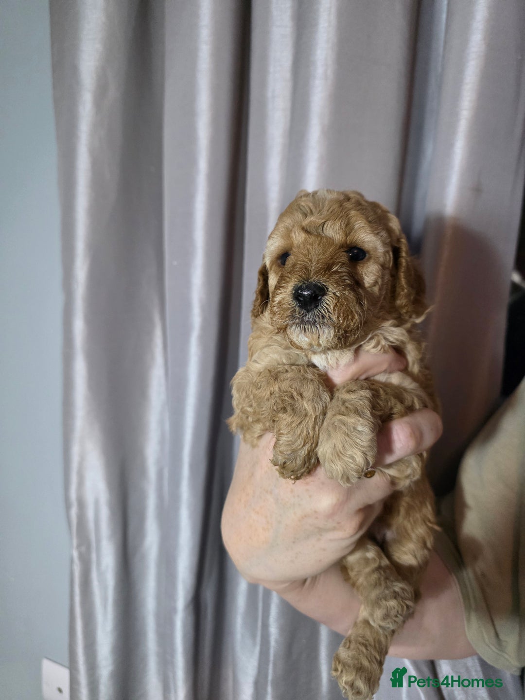 Cockapoo dogs for sale: Cockapoo puppies   - Advert 4