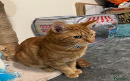Domestic Shorthair cats for sale: Ginge male cat 2 years old  - Image 4
