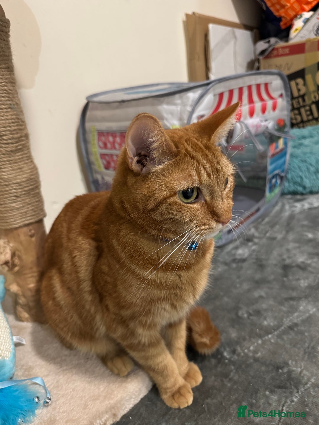 Domestic Shorthair cats for sale: Ginge male cat 2 years old  - Image 4