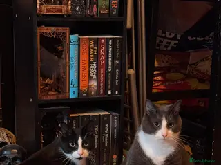 Mixed Breed cats Two male house trained brothers - Advert 1