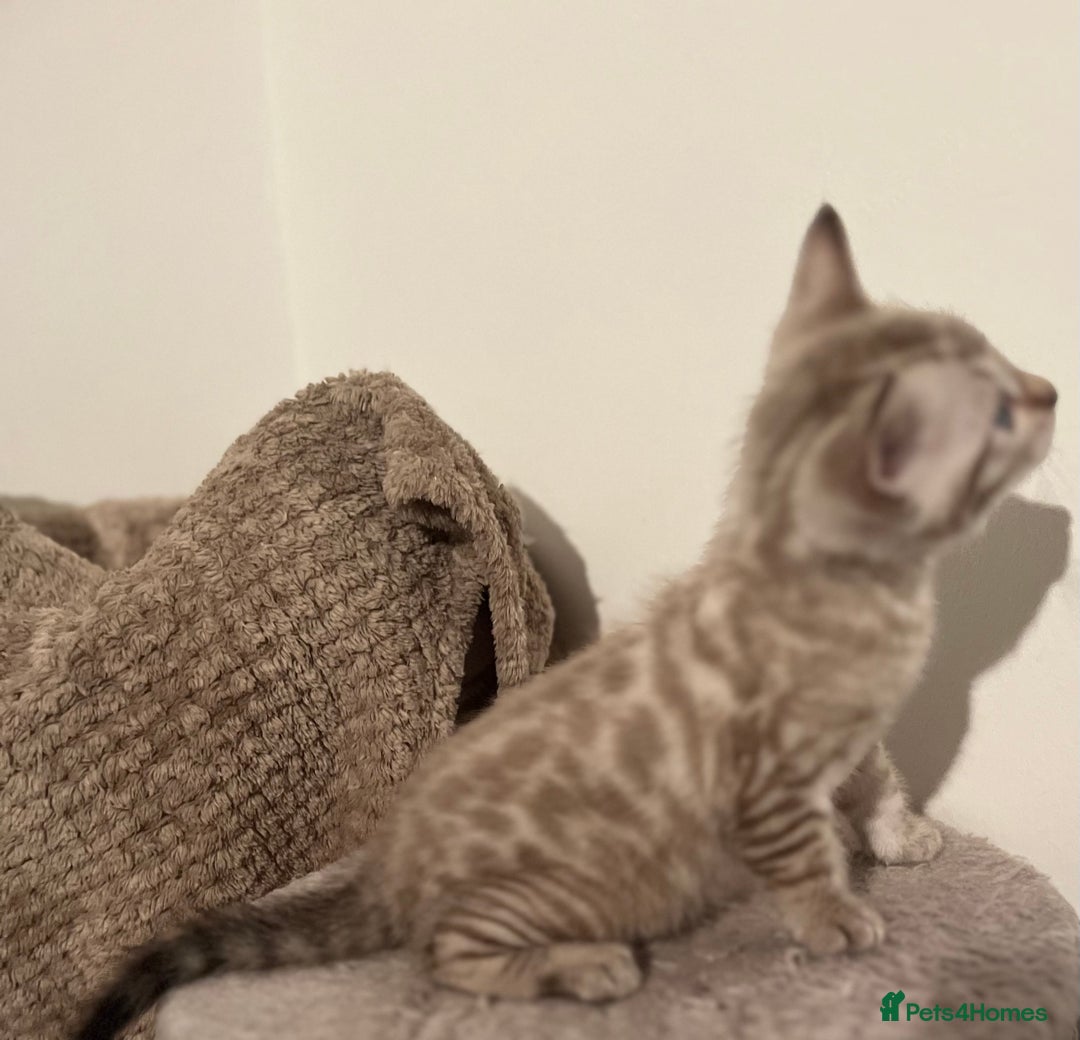 Bengal cats for sale: BIG BOY SNOW LYNX  - Advert 6