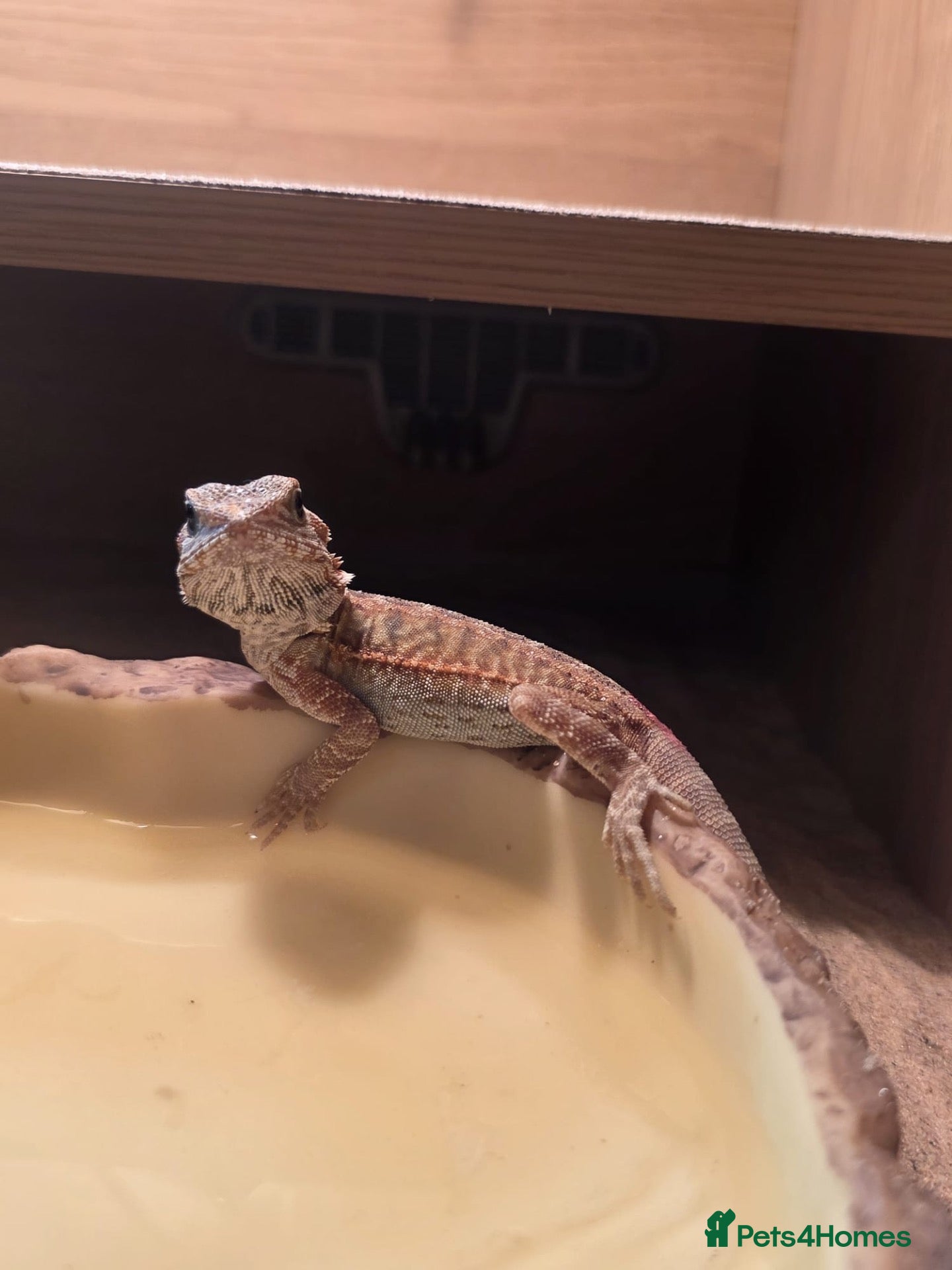 Bearded Dragon reptiles Bearded Dragon - Female - 5 Months Old - Advert 1