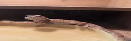 Bearded Dragon reptiles for sale: Bearded Dragon - Female - 5 Months Old - Advert 1