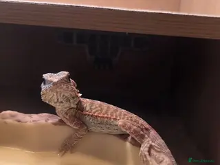 Bearded Dragon reptiles Bearded Dragon - Female - 5 Months Old - Advert 1