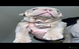 English Bulldog dogs for sale: 10 Top quality English bulldog puppies for sale  - Image 16