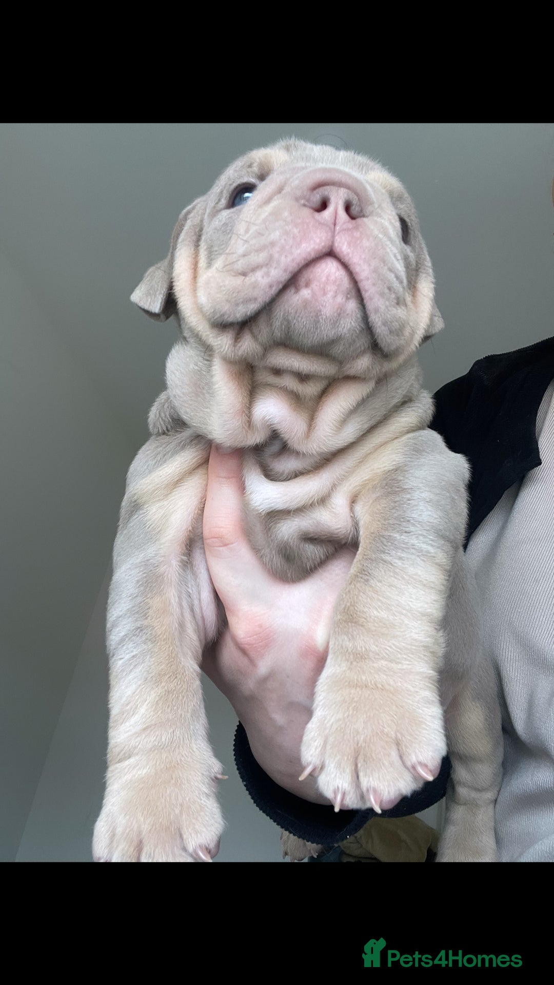 English Bulldog dogs for sale: 10 Top quality English bulldog puppies for sale  - Image 16