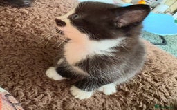 American Shorthair cats for sale: 5 black and white kittens for forever home - Image 16