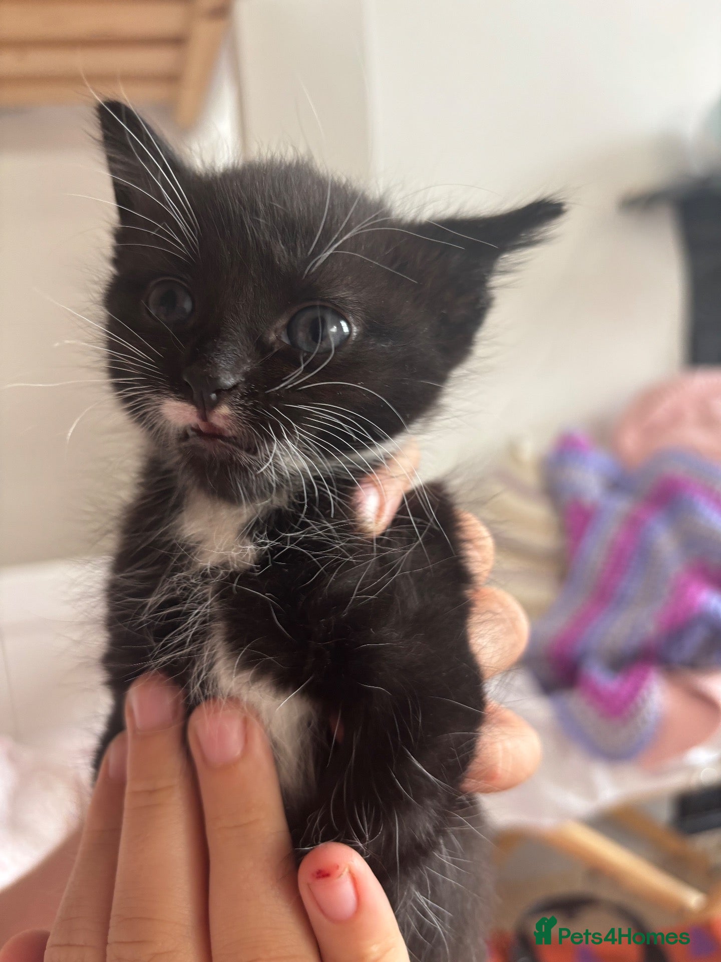 Mixed Breed cats Free to a good home  - Advert 1