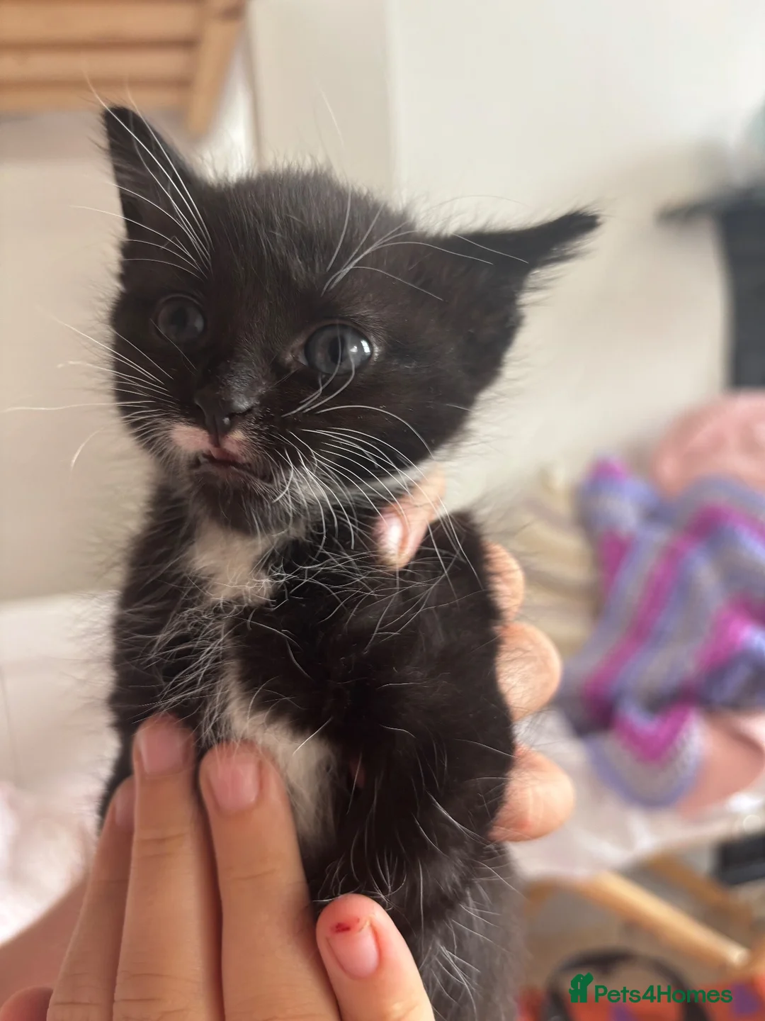 Mixed Breed cats for sale:  **   in Northallerton - Advert 1