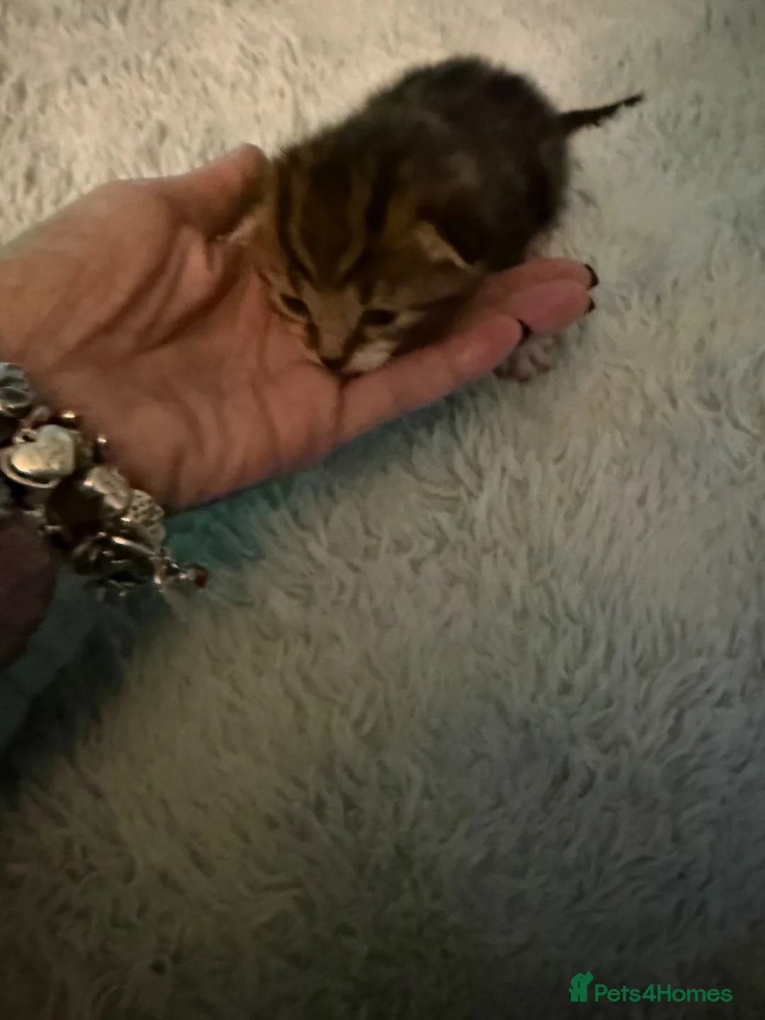 Mixed Breed cats for sale: 3 tabby males for sale - Advert 2