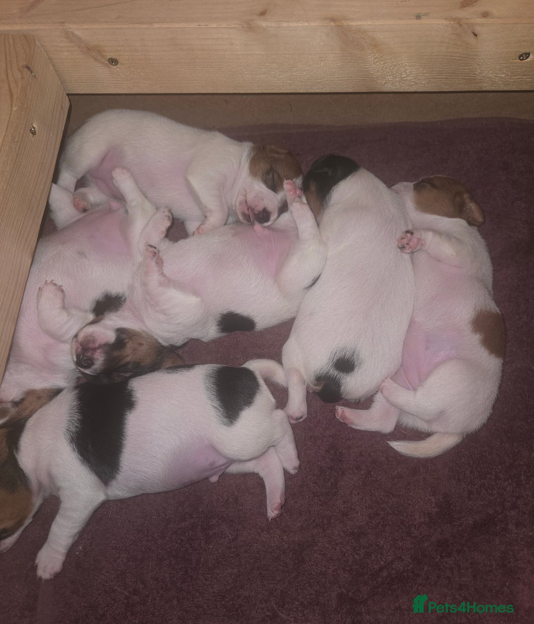 Jack Russell dogs for sale: Jack Russell puppies tri colour  - Advert 4