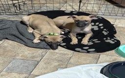 Whippet dogs for sale: Whippet puppies ready for new homes  - Advert 3