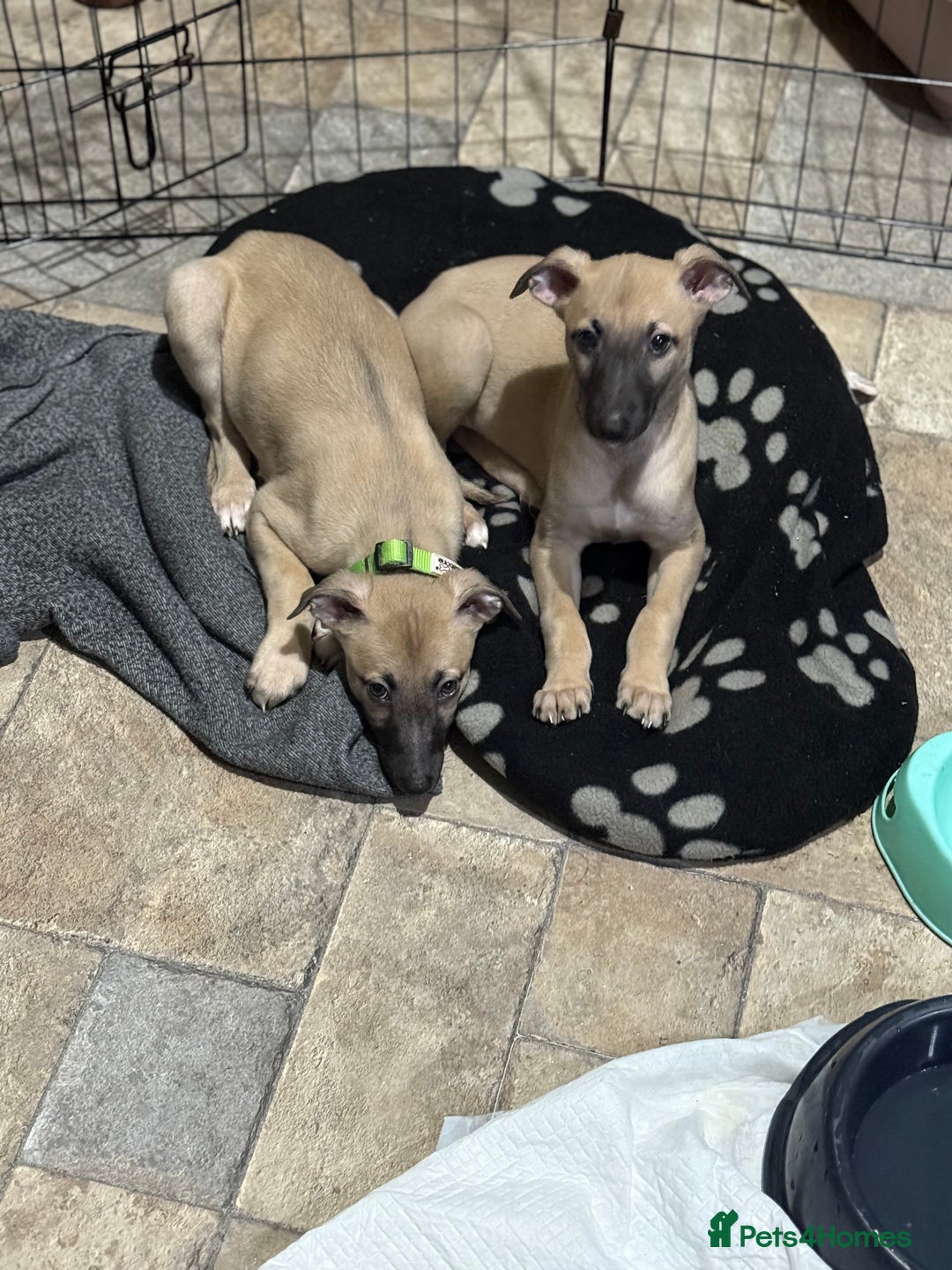 Whippet dogs for sale: Whippet puppies ready for new homes  - Advert 3
