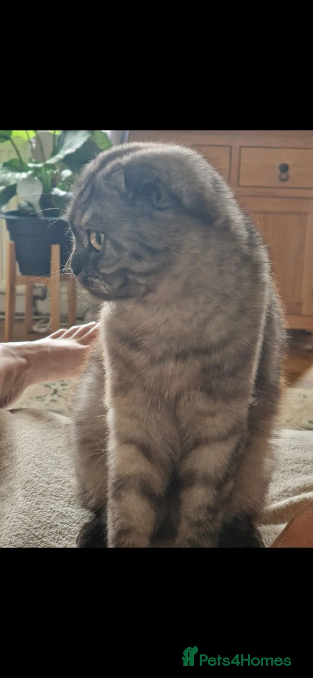 Scottish Fold cats for sale: 2 year old Scottish fold black smoke cat for sale - Advert 12