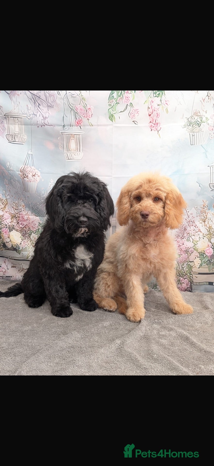 Cockapoo dogs Honey and Marley  - Advert 8