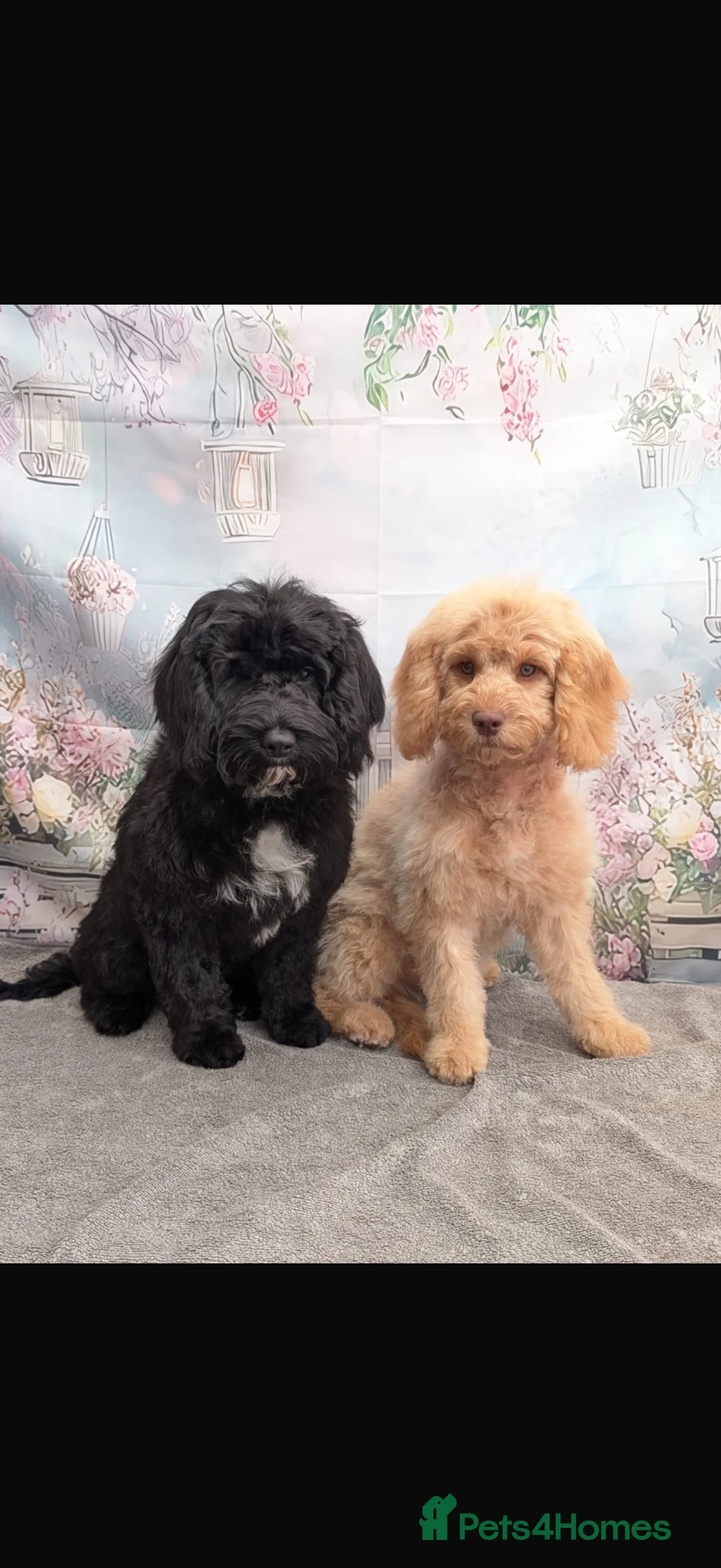 Cockapoo dogs for sale: Honey and Marley  in Lincoln - Advert 1