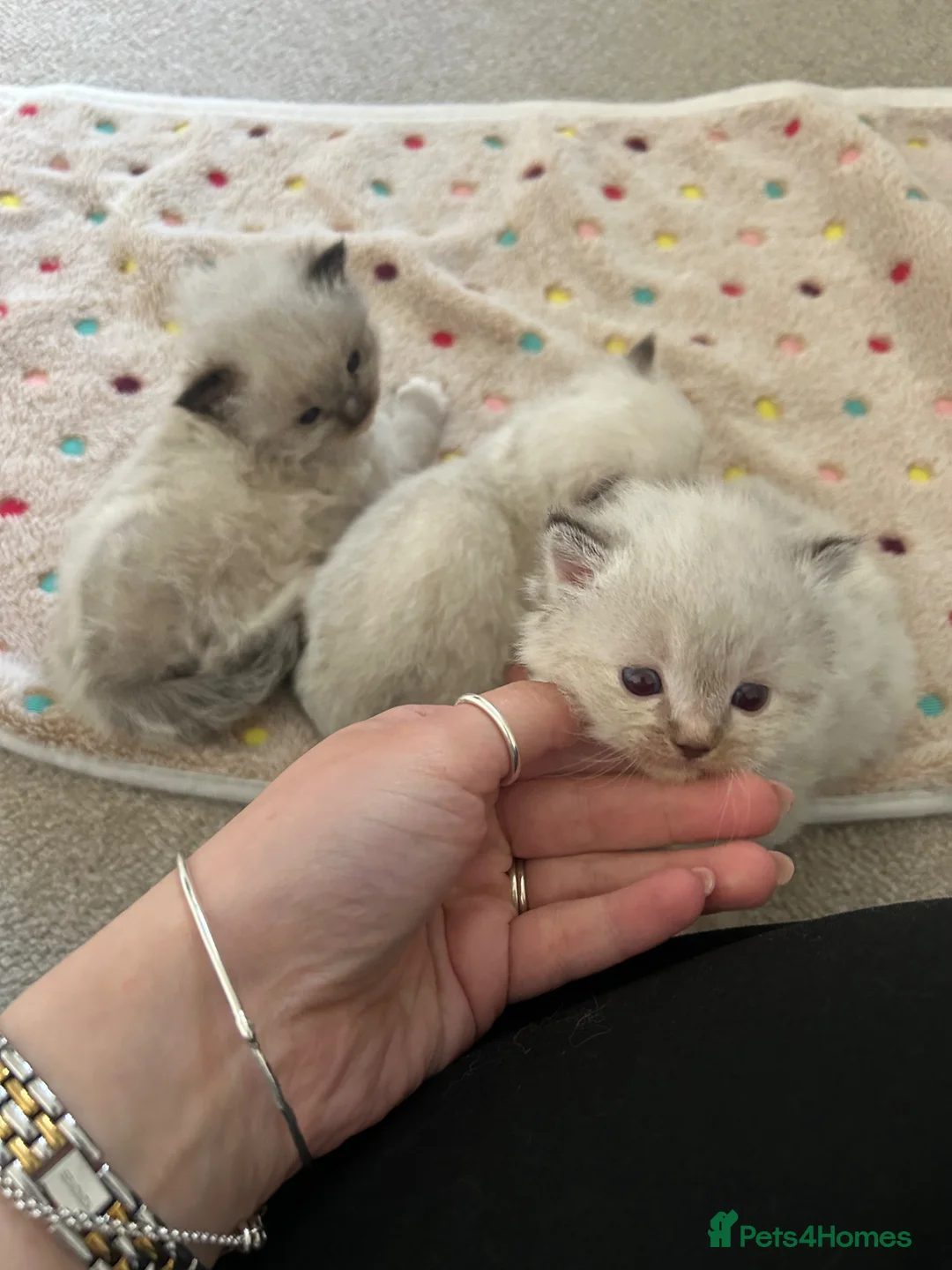 Ragdoll cats for sale: *Price Reduced* 3 male ragdoll kittens for sale  - Advert 23