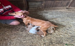 Mixed Breed dogs for sale: 6 Cocker jack puppies - Image 1