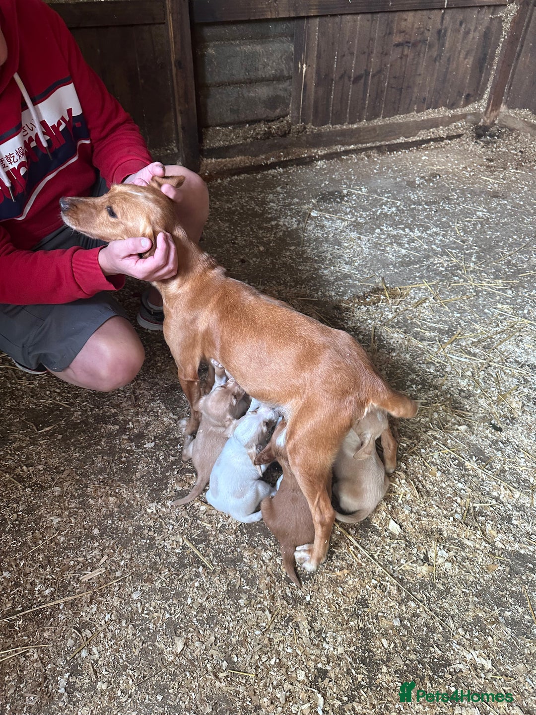 Mixed Breed dogs for sale: 6 Cocker jack puppies - Image 1