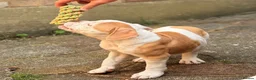 Old Tyme Bulldog dogs for sale: Old tyme bulldog pup female  in Sutton - Advert 4