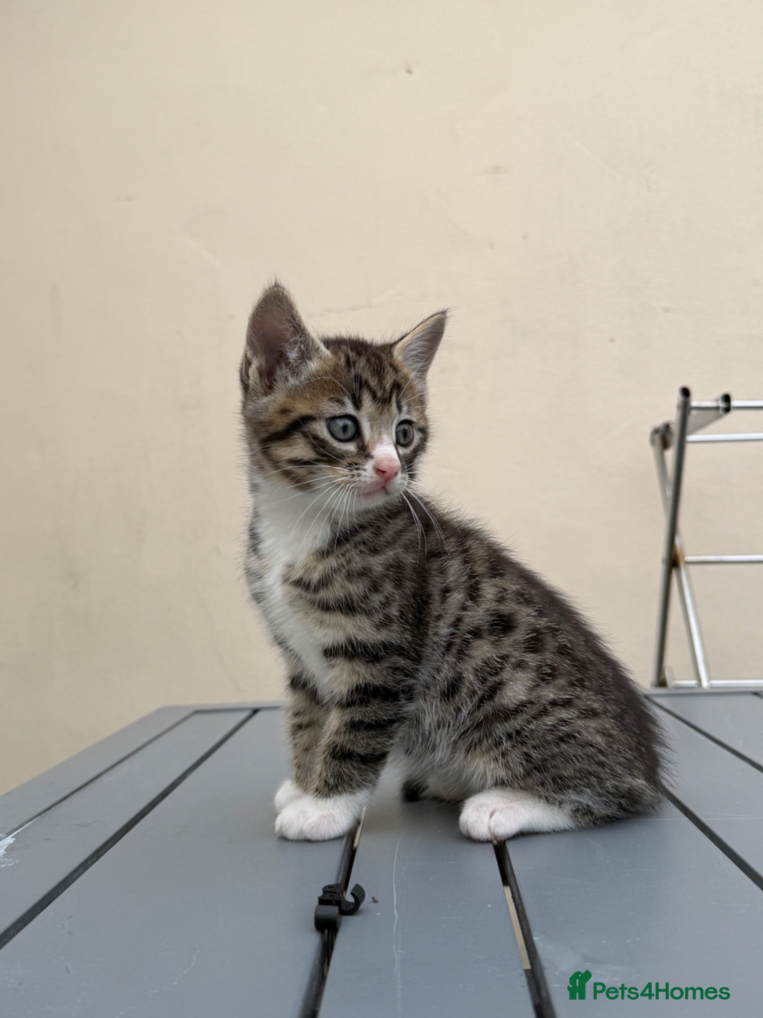 Mixed Breed cats Tame kittens for sale  - Advert 1