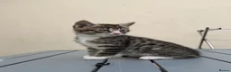 Mixed Breed cats for sale: Tame kittens for sale  in Newport - Advert 1