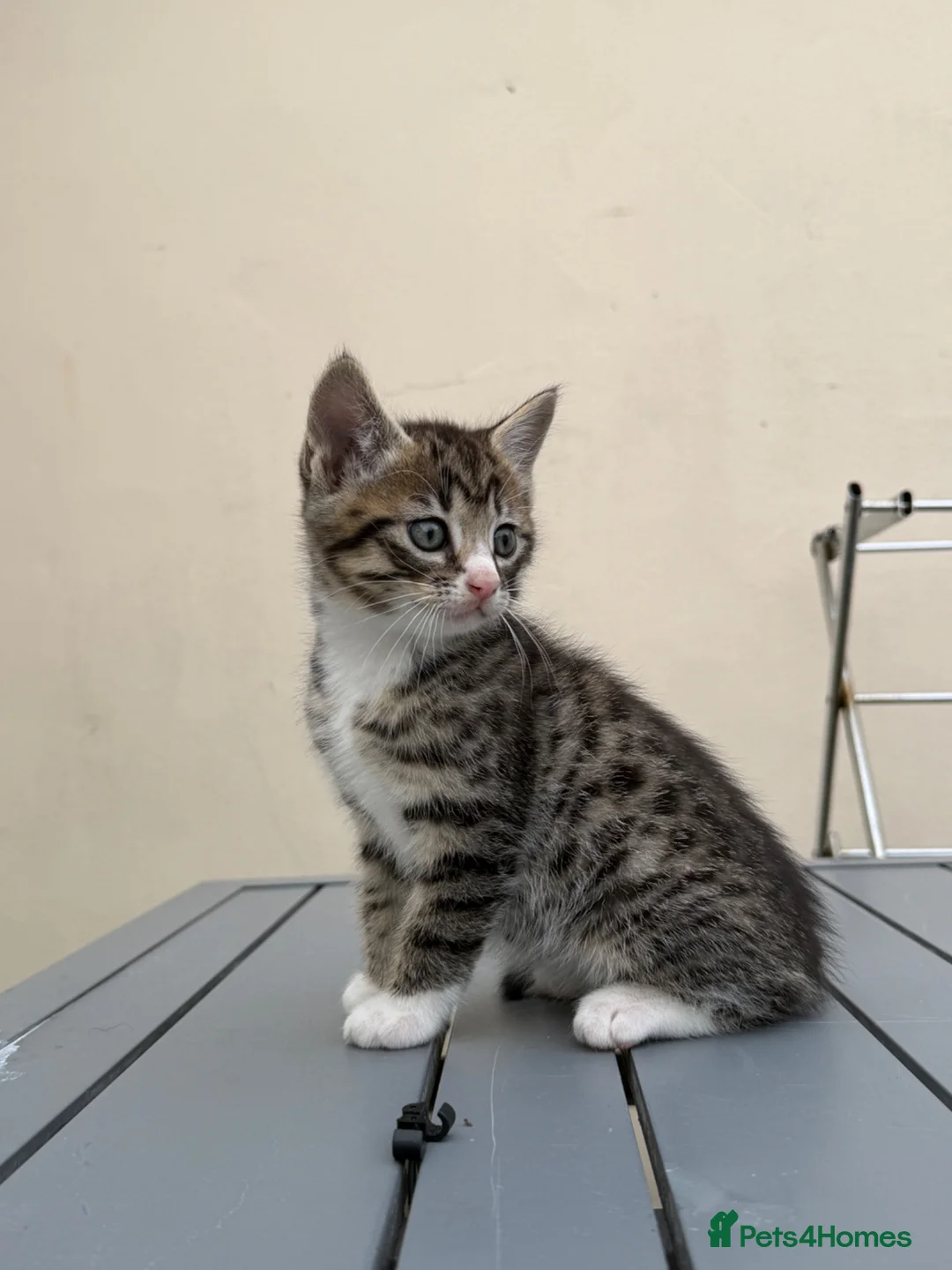 Mixed Breed cats for sale: Tame kittens for sale  in Newport - Advert 1