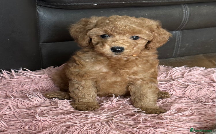 Miniature Poodle dogs - Advert 5