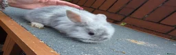 Mini Lop rabbits for sale: Mini loop - Advert 4