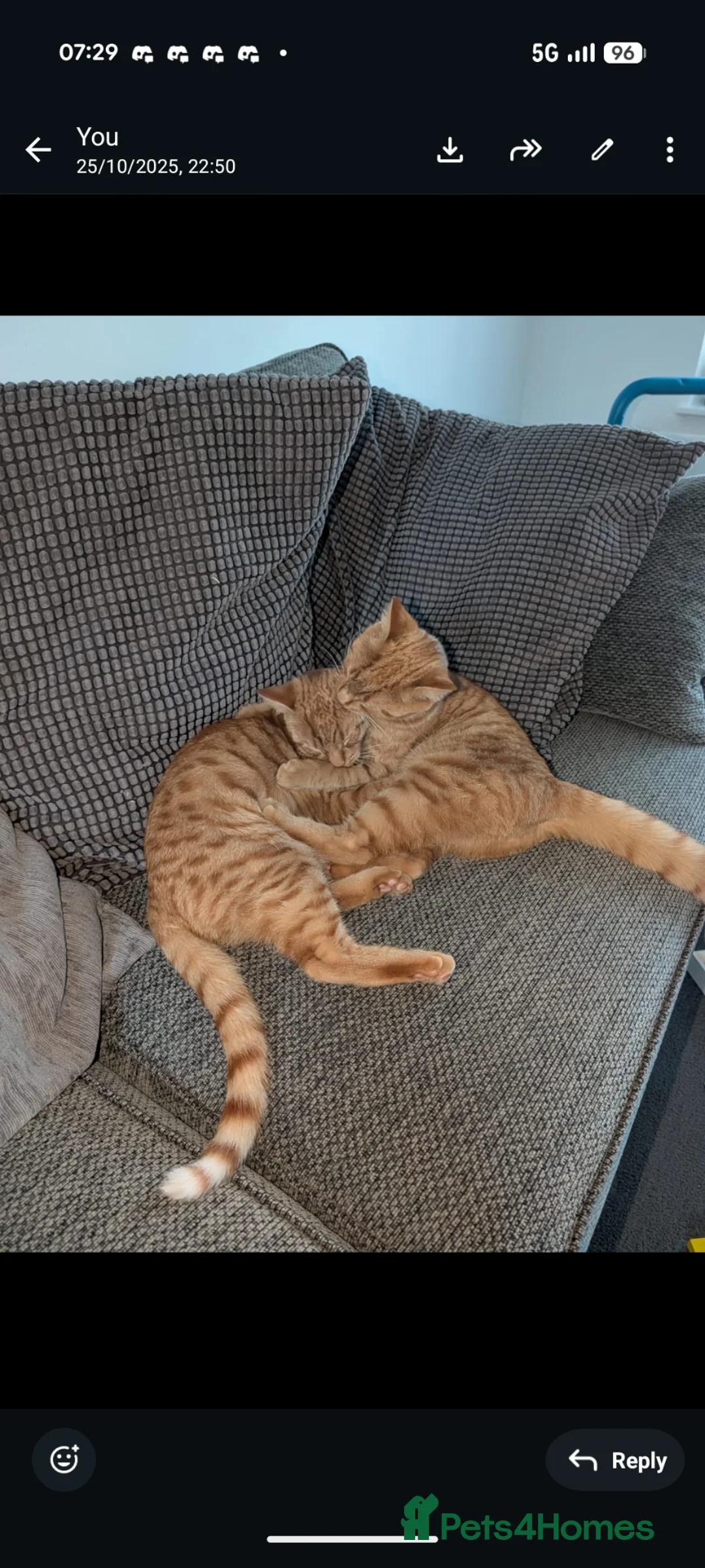 Mixed Breed cats for sale: 2 ginger twin boys - Advert 6