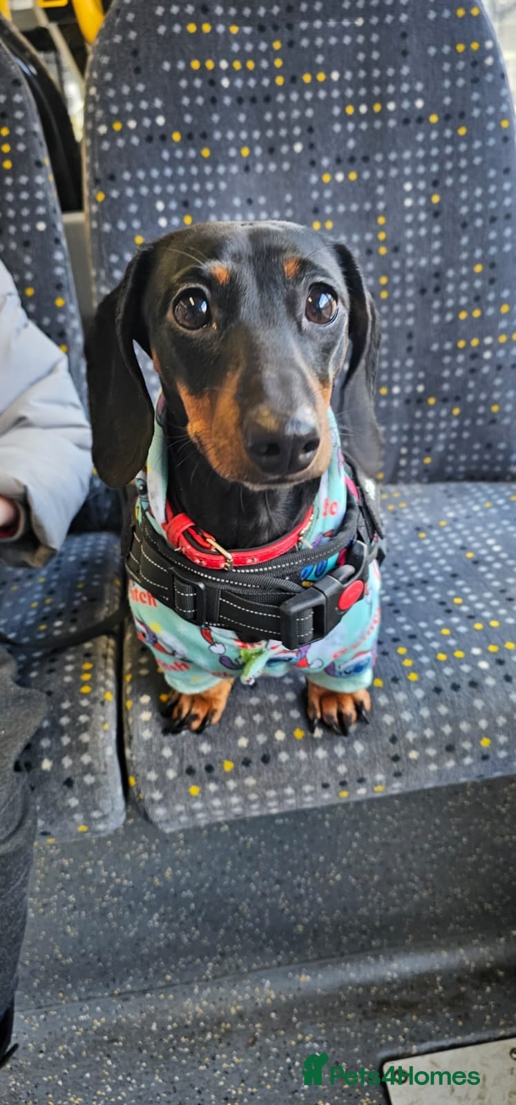 Miniature Dachshund dogs Wonderful litter of black & tan pups - Advert 1