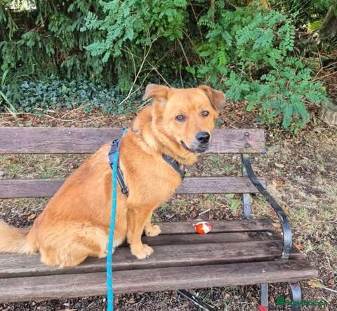 Mixed Breed dogs for adoption: Rescue boy Mason is looking for his forever home  - Advert 7